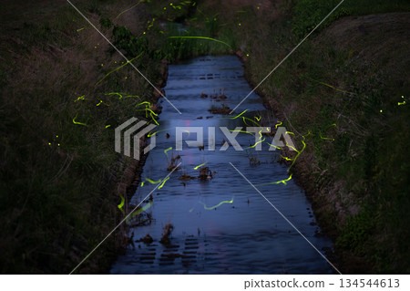 源氏螢火蟲 134544613