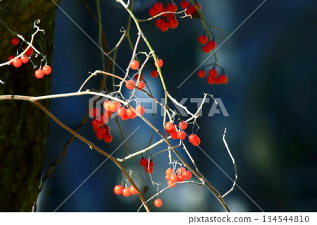 Bulbul Bulbul 134544810