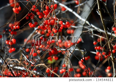 Bulbul Bulbul 134544811