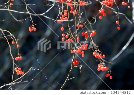 Bulbul Bulbul 134544812