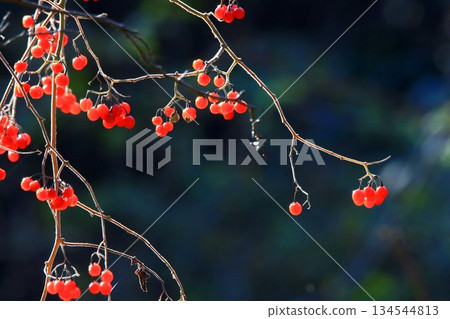 Bulbul Bulbul 134544813