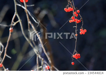 Bulbul Bulbul 134544814