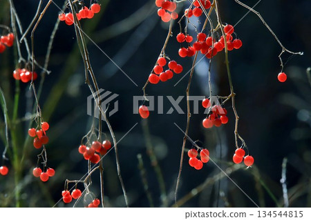 Bulbul Bulbul 134544815