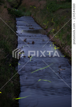 Genji firefly 134544880