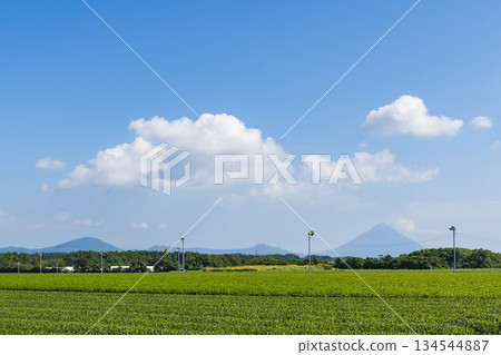 Tea fields in Chiran, Kagoshima Tea fields in Chiran, Kagoshima 134544887