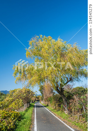 Katsura River riverside promenade, Kyoto City 134545279