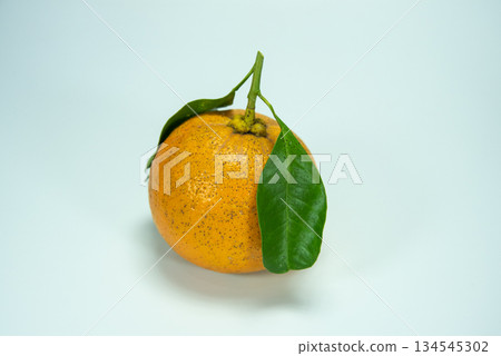Daidai with leaves for New Year decoration Daidai with leaves for New Year decoration 134545302