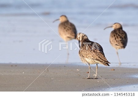 杓鷸 杓鷸 134545318