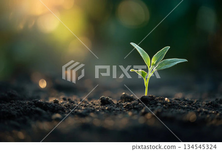 嫩葉破土而出，柔和的光線，以及可持續生長的畫面背景，營造出自然的視覺效果。 134545324