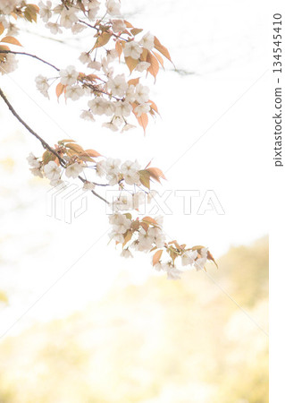 沐浴在柔和光芒中的野生櫻花 134545410