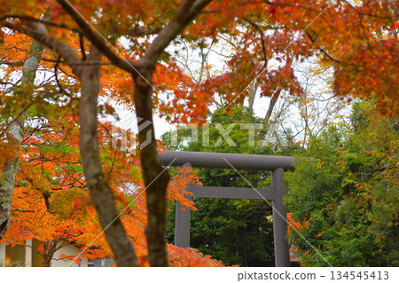 Autumn leaves at Kashima Shrine 134545413