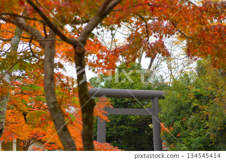 鹿島神社的秋葉 134545414