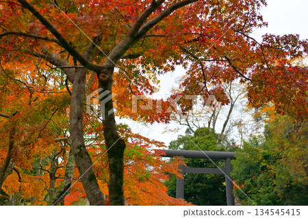 Autumn leaves at Kashima Shrine 134545415