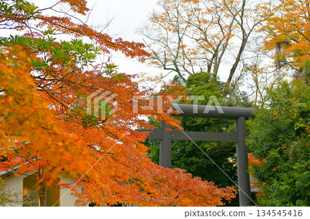 Autumn leaves at Kashima Shrine 134545416