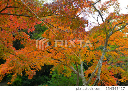 Autumn leaves at Kashima Shrine 134545417