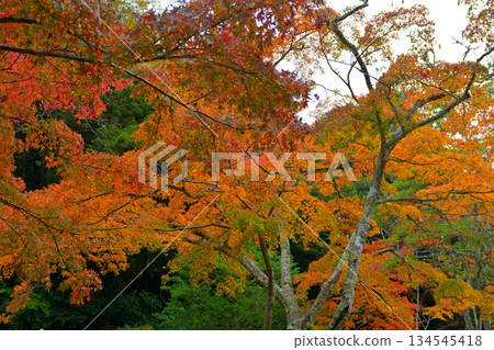 Autumn leaves at Kashima Shrine 134545418
