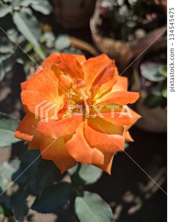 A close-up, detailed shot of a bright orange rose in full bloom, showcasing its layered petals and sunny disposition 134545475