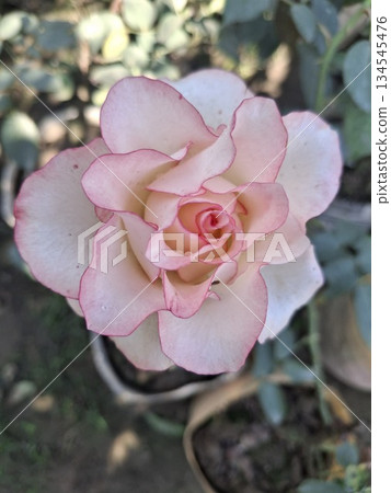 A close-up, top-down view of a light pink rose bloom with darker pink picotee edges A close-up, top-down view of a light pink rose bloom with darker pink picotee edges 134545476