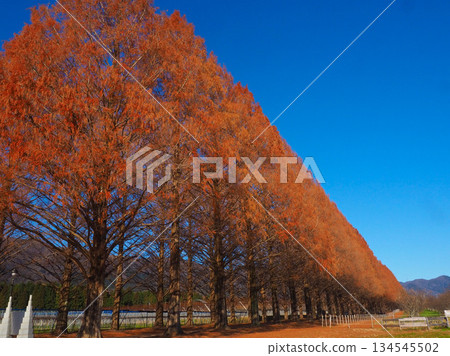 水杉樹秋葉 134545502