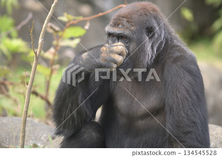 一隻大猩猩摀著臉,好像在盯著某個東西。 一隻大猩猩摀著臉,好像在盯著某個東西。 134545528
