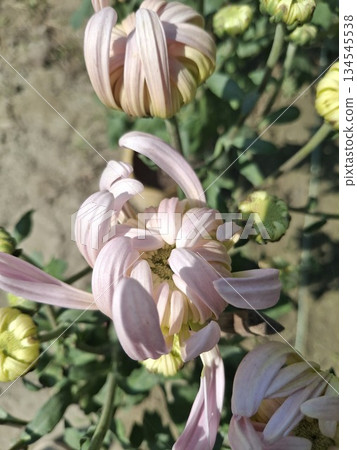Soft Pink Chrysanthemum Close-Up With Delicate Petals In A Garden Setting For Floral Stock Image 134545538