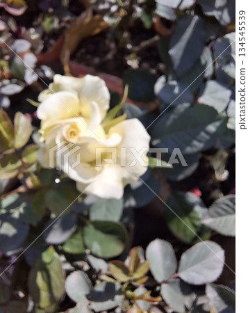 Soft White Rose in Bloom Among Green Foliage for Romantic Garden Photo Soft White Rose in Bloom Among Green Foliage for Romantic Garden Photo 134545539