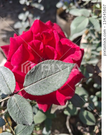 A close-up view captures a vibrant red rose in full bloom, partially obscured by a prominent green leaf in the foreground A close-up view captures a vibrant red rose in full bloom, partially obscured by a prominent green leaf in the foreground 134545607