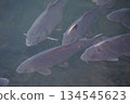 鯉魚成群覓食 134545623