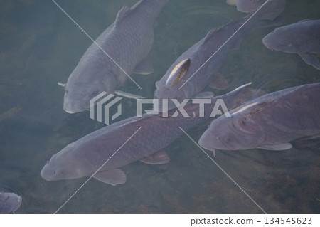 鯉魚成群覓食 鯉魚成群覓食 134545623