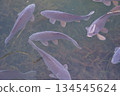 優雅的游泳鯉魚 134545624