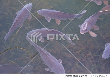 優雅的游泳鯉魚 優雅的游泳鯉魚 134545624