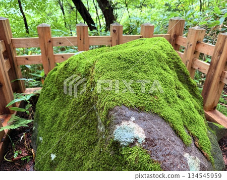 被杉樹環繞的羽狀黑山石階 134545959