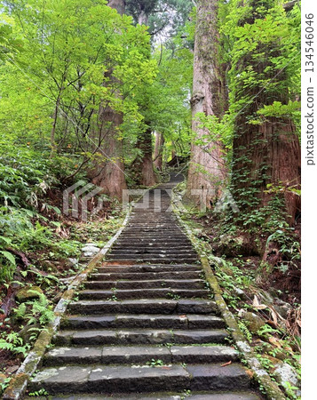 The stone steps of Mount Haguro surrounded by cedar trees The stone steps of Mount Haguro surrounded by cedar trees 134546046