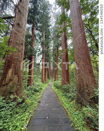 The stone steps of Mount Haguro surrounded by cedar trees The stone steps of Mount Haguro surrounded by cedar trees 134546050