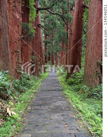 The stone steps of Mount Haguro surrounded by cedar trees 134546051