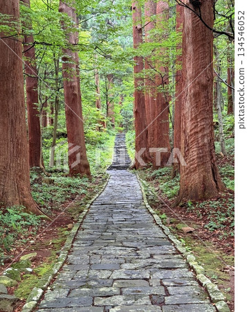 The stone steps of Mount Haguro surrounded by cedar trees The stone steps of Mount Haguro surrounded by cedar trees 134546052
