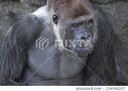 一隻大猩猩饒有興趣地看著什麼東西。 134546207