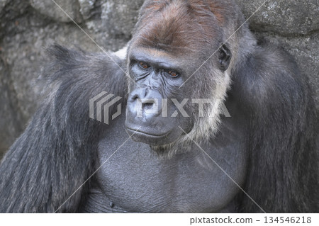 A gorilla with a powerful upper body A gorilla with a powerful upper body 134546218