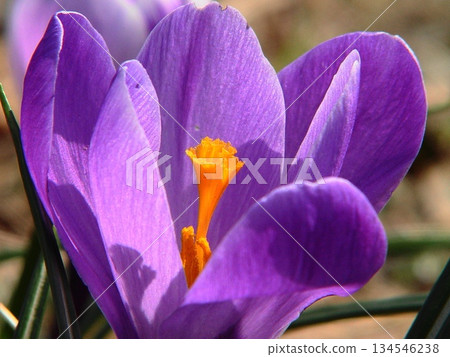 Colorful crocus flowers March Crocus 17 Colorful crocus flowers March Crocus 17 134546238