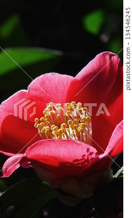 陽光下盛開的紅色山茶花 三月山茶花 03V9.16 134546245