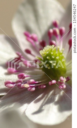 Snowdrops herald the arrival of spring. Flowers in March. Yukiwarisou (Snowdrops) 14V9.16 134546247