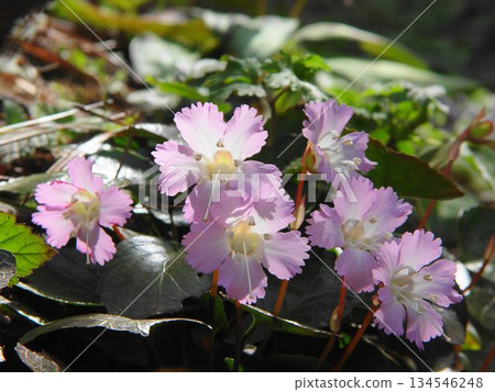 Pretty pink rock fan flower April rock fan 04 134546248
