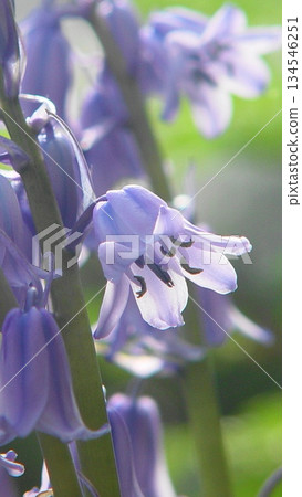 春日陽光下，風鈴草（Scilla campanulata）正沐浴在陽光中。四月 風鈴草 07V9.16 134546251