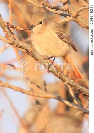 Lake Biwa Camp: Morning scenery, wild birds, and homemade gyoza Lake Biwa Camp: Morning scenery, wild birds, and homemade gyoza 134546285