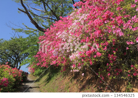 愛媛大津市富士山公園的杜鵑花 愛媛大津市富士山公園的杜鵑花 134546325