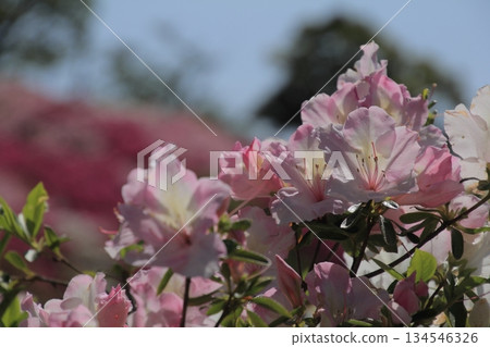 愛媛大津市富士山公園的杜鵑花 愛媛大津市富士山公園的杜鵑花 134546326