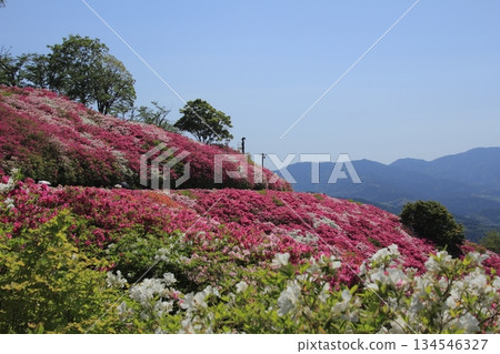 愛媛大津市富士山公園的杜鵑花 愛媛大津市富士山公園的杜鵑花 134546327