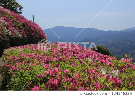 愛媛大津市富士山公園的杜鵑花 134546329