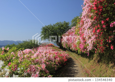 愛媛大津市富士山公園的杜鵑花 愛媛大津市富士山公園的杜鵑花 134546340