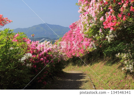 愛媛大津市富士山公園的杜鵑花 愛媛大津市富士山公園的杜鵑花 134546341